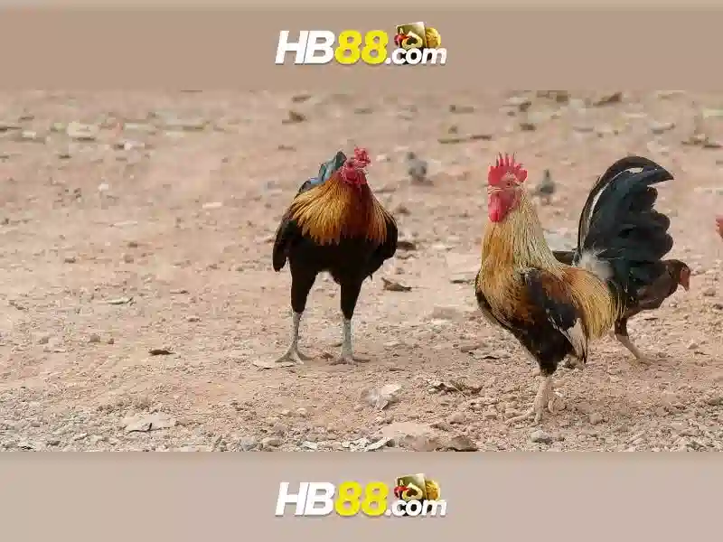 Dịch vụ và thưởng hb88