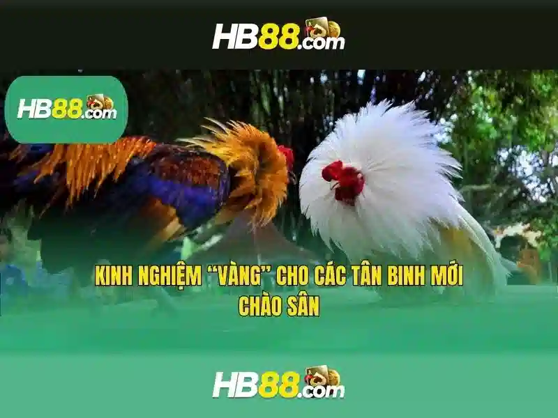 HB88 là gì và lĩnh vực hoạt động