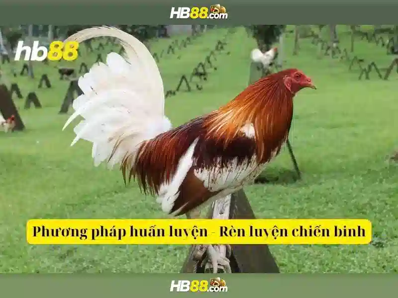 An toàn và trách nhiệm khi tham gia HB88