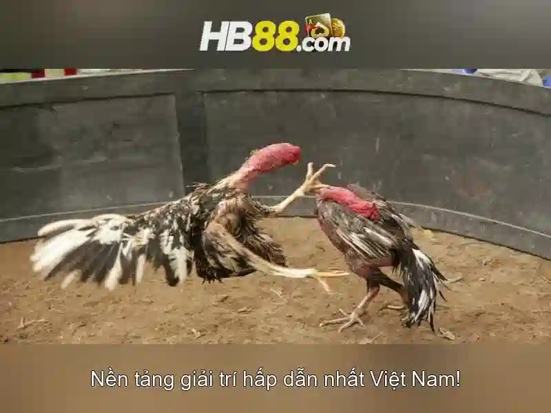 HB88: Tổng quan về thương hiệu và dịch vụ